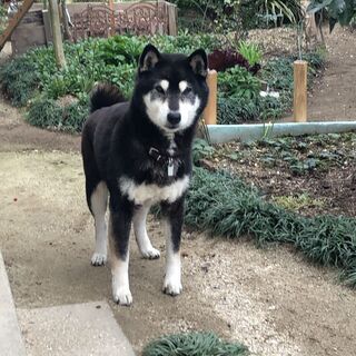黒柴メス14歳を探しています