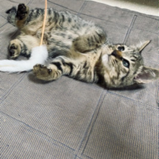 子猫　キジ　目がブルー！