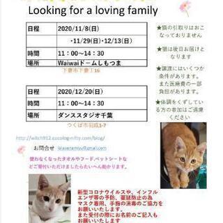 保護猫譲渡会　waiwaiドームしもつま11月8日