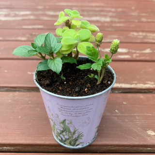 ♡ハーブの寄せ植え♡ 植物苗 ミント ハーブ ②