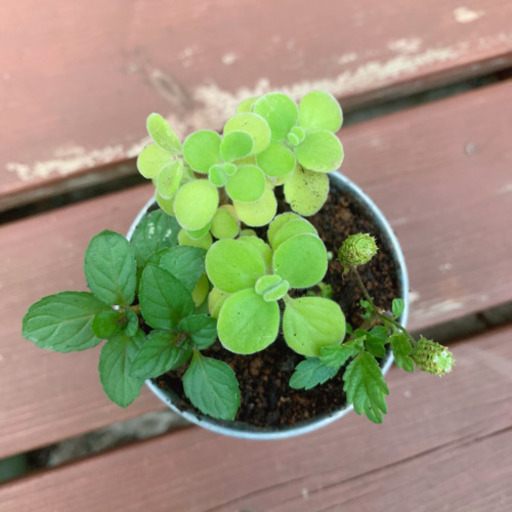 ♡ハーブの寄せ植え♡ 植物苗 ミント ハーブ ②
