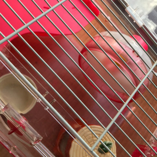 ハムスター　飼育セット　ルーミィの画像