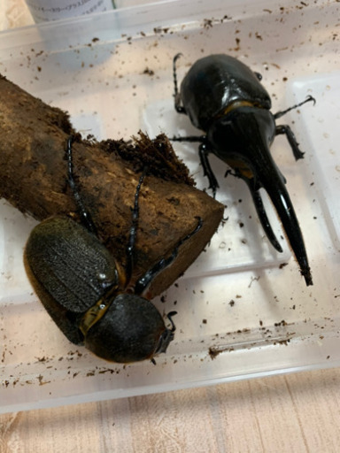 ヘラクレスペアセット