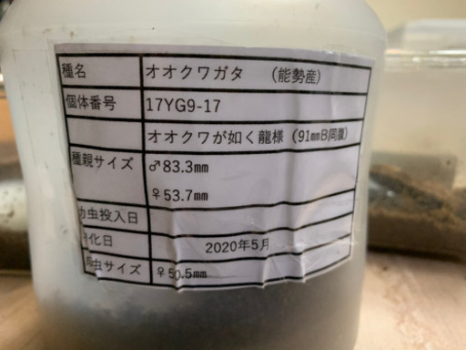 オオクワペア　能勢