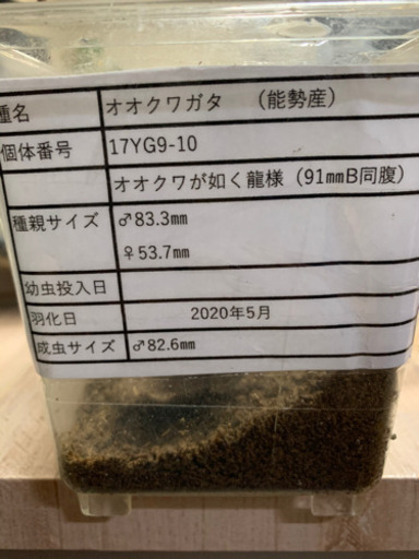 オオクワペア　能勢