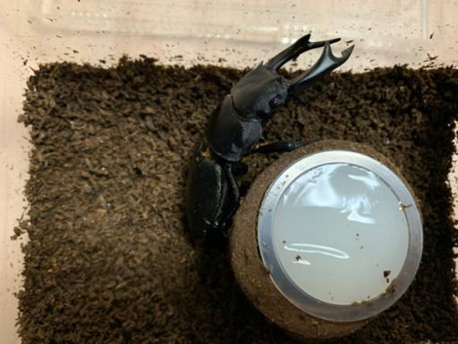 オオクワペア　久留米