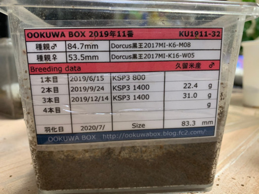 オオクワペア　久留米
