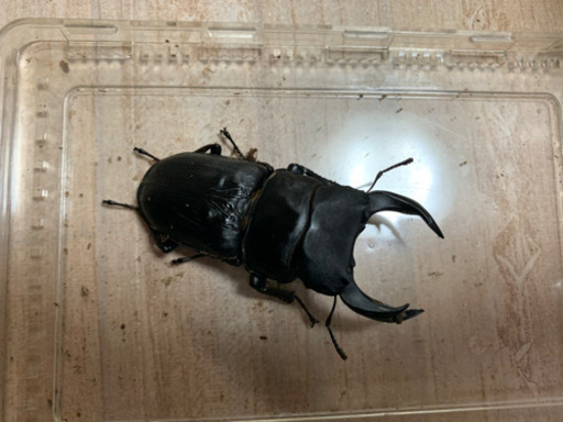 オオクワペア　久留米②