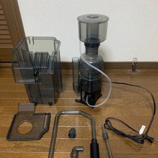 海道達磨　大の画像