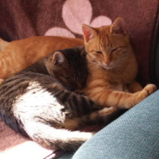 茶トラの7ヶ月の子猫ちゃん