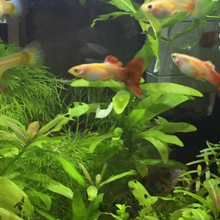 熱帯魚 外国産グッピー ペア（雄・雌）