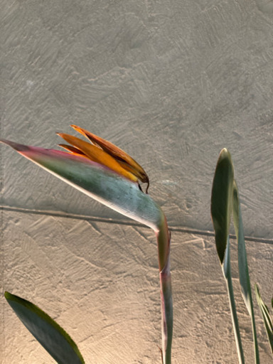 観葉植物　ストレリチア(極楽鳥花)