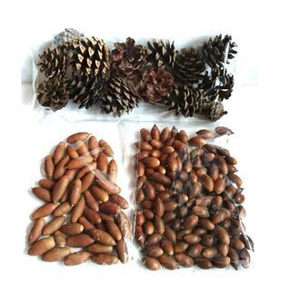 どんぐり・松ぼっくりの画像