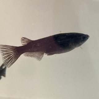 メダカ　黒豆　1ペア　上物　値下げの画像