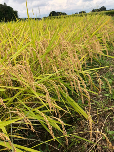 令和2年栃木県産コシヒカリ30㎏