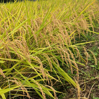 令和2年栃木県産コシヒカリ30㎏