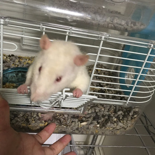 ファンシーラット