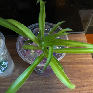 ふたつで。　観葉植物　スタバ　ポトス　オリヅルラン　根付きの画像
