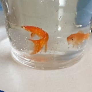 金魚ちゃん2匹の画像