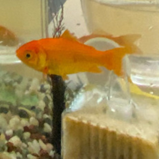 金魚ちゃん2匹