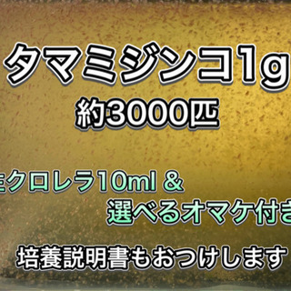 爆安タマミジンコ1g(約3000匹)生クロレラ&選べるオマケ付き