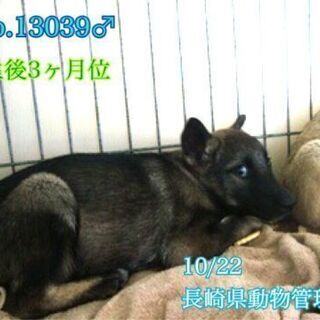  生後3ヶ月位の男の子　2匹です　時間かけて家族になれる方を探し...