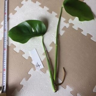引越の為に整理してます【４／根付きモンステラ】お部屋のｲﾝﾃﾘｱ...