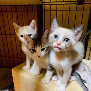 【美形ぞろい】シャム系4兄弟＊あずま君 - 猫