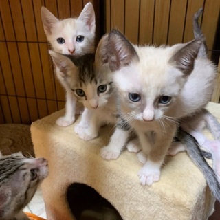 【美形ぞろい】シャム系4兄弟＊あずま君 − 東京都