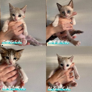 【美形ぞろい】シャム系4兄弟＊あずま君 - 里親募集