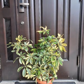 70cmホンコン観葉植物