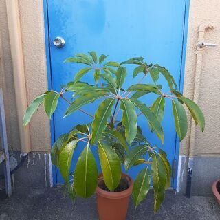 100cmフィカス 観葉植物