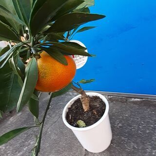 60cmみかんの木 鉢植え