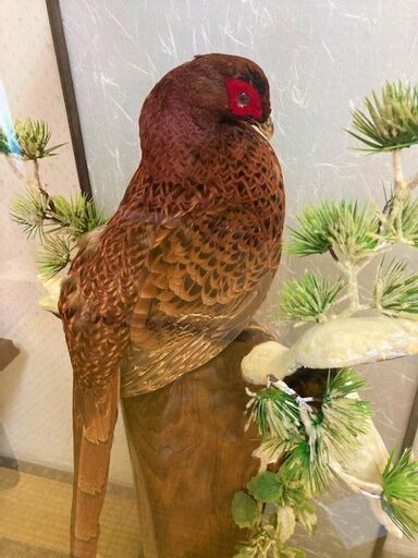 ★高さ100㎝・国鳥・雄の雉(キジ)のはく製・アカヤマドリ?★