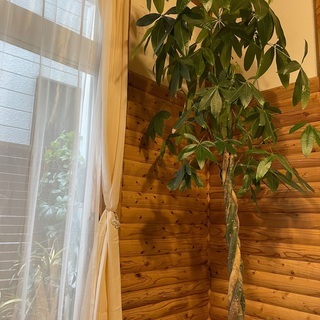 大型観葉植物☆パキラ☆