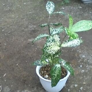 観葉植物　ゴッドセフィアナの画像