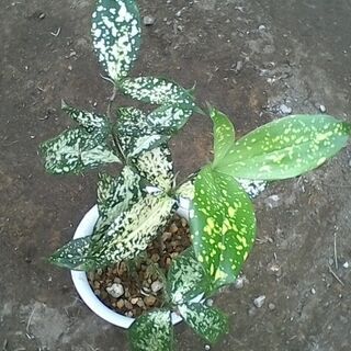 観葉植物　ゴッドセフィアナの画像