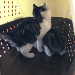 子猫の里親を募集しております。写真にショックを受ける方もおられる...