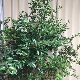 中国語クラスの開設準備をしています。児童から高齢者もちろん子育て中の人募集中です、の画像