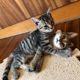 元気な子猫の兄弟❣️