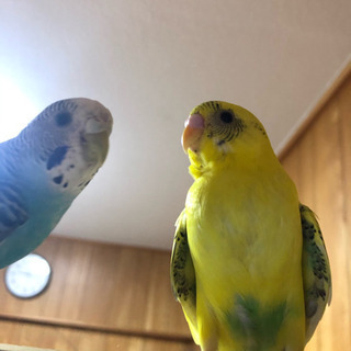 探してます【黄色セキセイインコ】