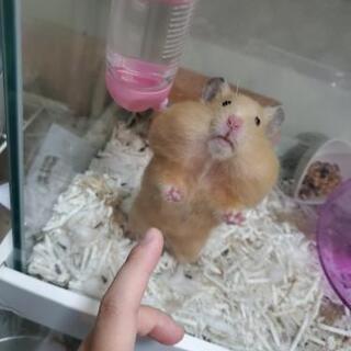 急遽里親募集中