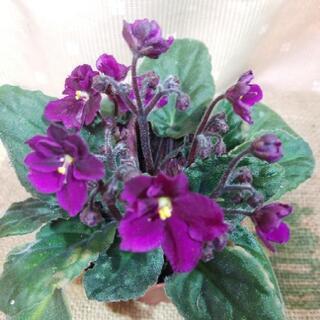 花言葉❤️小さな愛❤️の画像