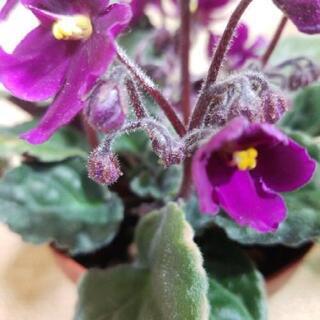 花言葉❤️小さな愛❤️の画像