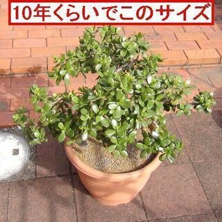 【無料・残り僅か！】金のなる木の画像