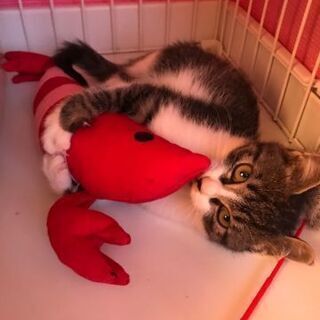 ボク、もっと遊びたいの♡