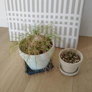 【0円でお譲りします】アルブカフミリス、蒼角殿/塊根植物