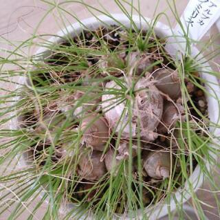 【0円でお譲りします】アルブカフミリス、蒼角殿/塊根植物の画像