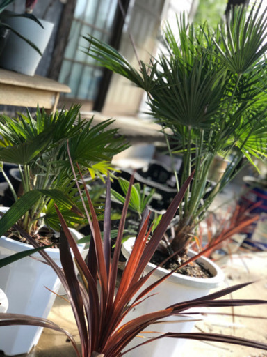 チャメロップス2