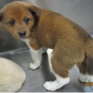 譲渡されました❣️岡山保健所レスキュー 仔犬のコウ君